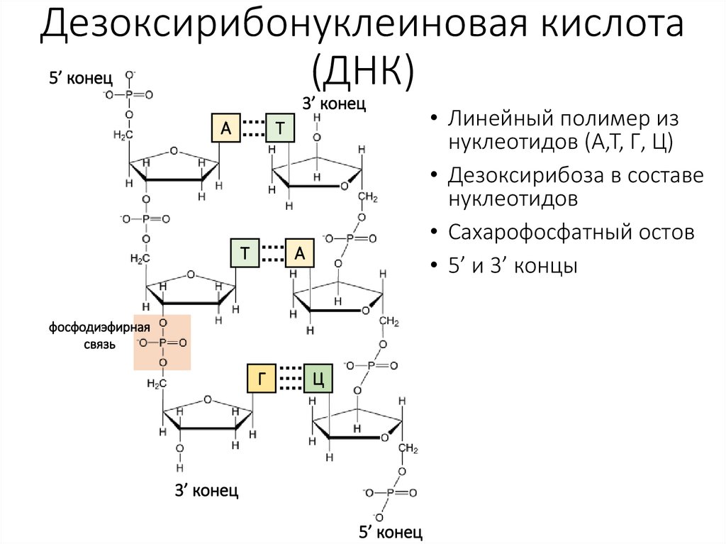 Дезоксирибонуклеиновая кислота (ДНК)