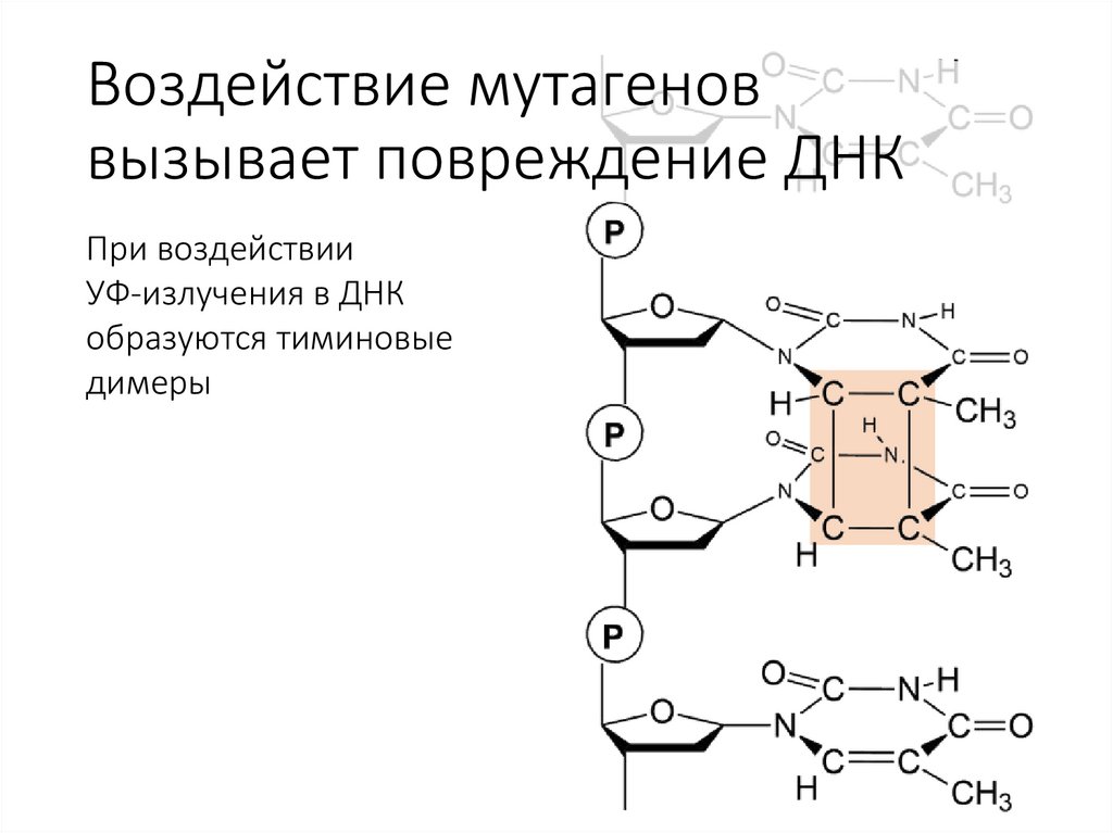 Воздействие мутагенов вызывает повреждение ДНК