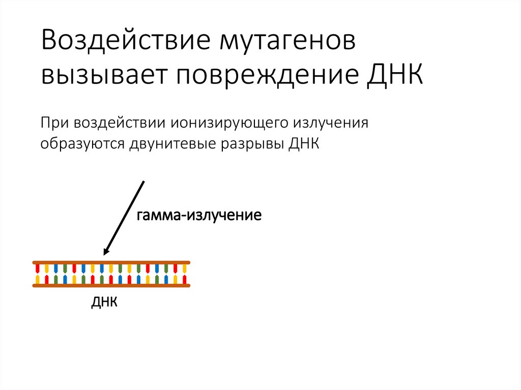 Воздействие мутагенов вызывает повреждение ДНК