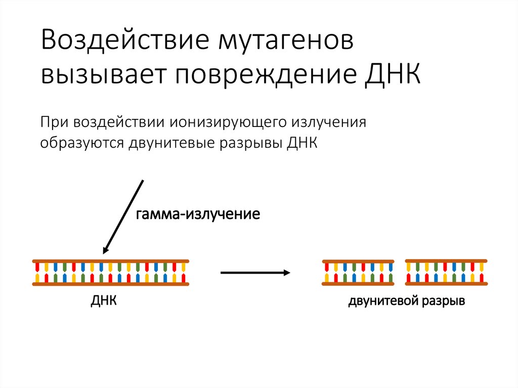 Воздействие мутагенов вызывает повреждение ДНК