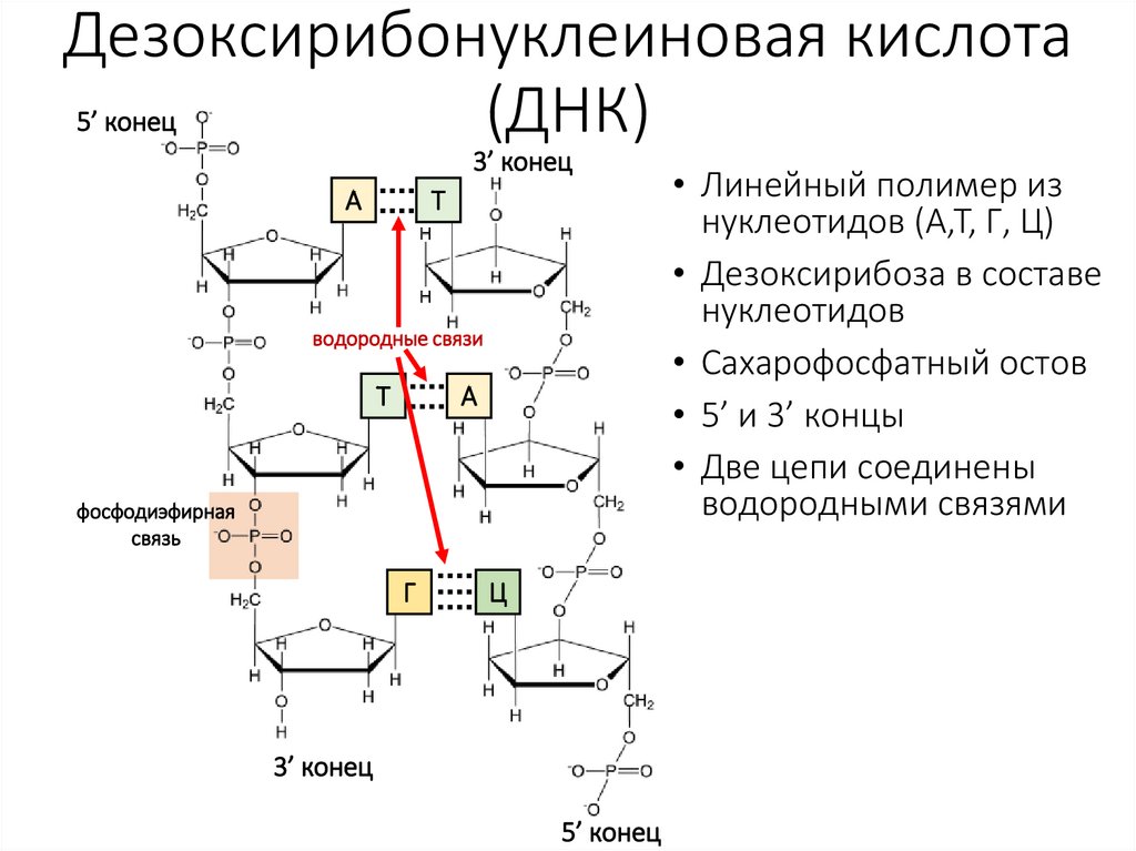 Дезоксирибонуклеиновая кислота (ДНК)