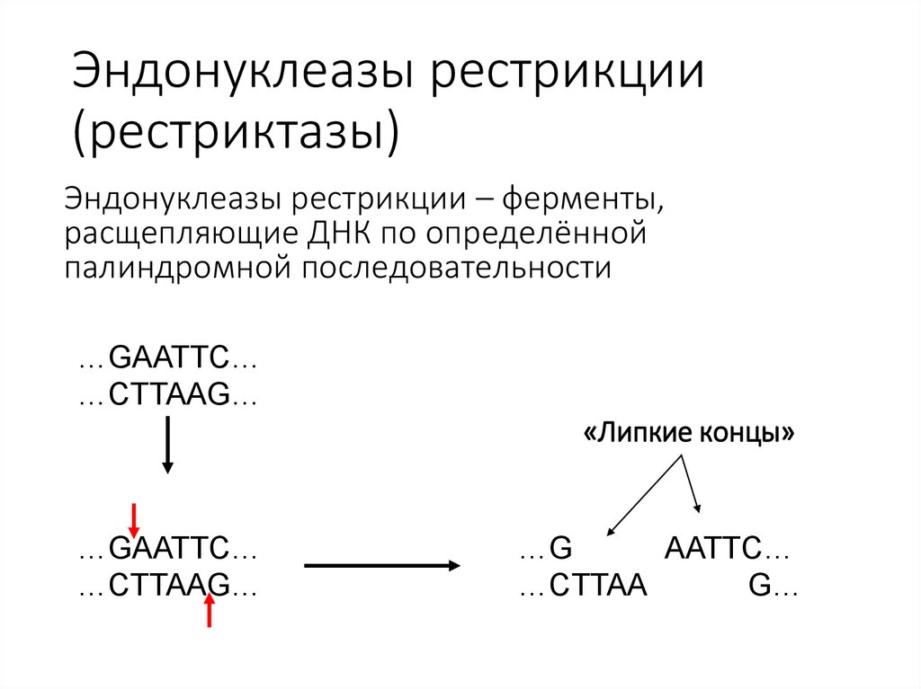 Эндонуклеазы рестрикции (рестриктазы)