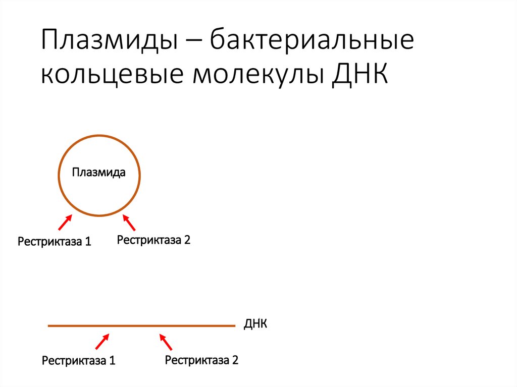 Плазмиды – бактериальные кольцевые молекулы ДНК