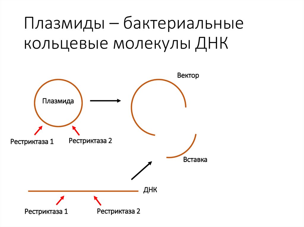 Плазмиды – бактериальные кольцевые молекулы ДНК
