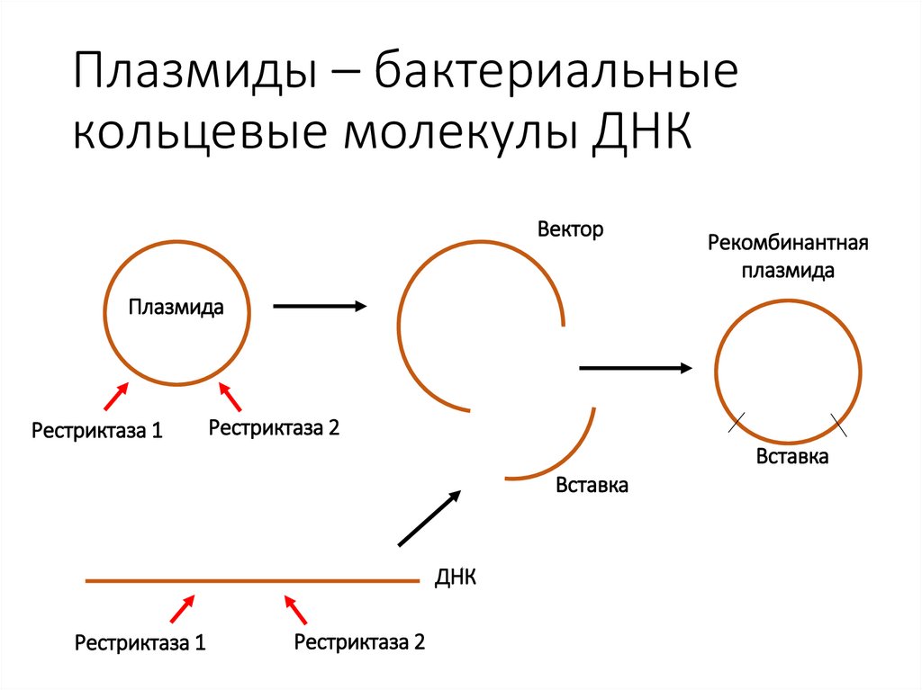 Плазмиды – бактериальные кольцевые молекулы ДНК