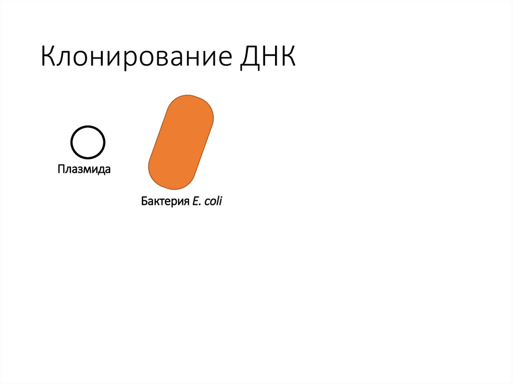 Клонирование ДНК