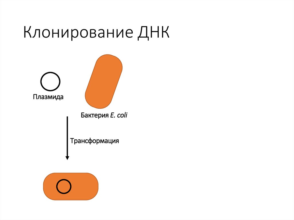 Клонирование ДНК