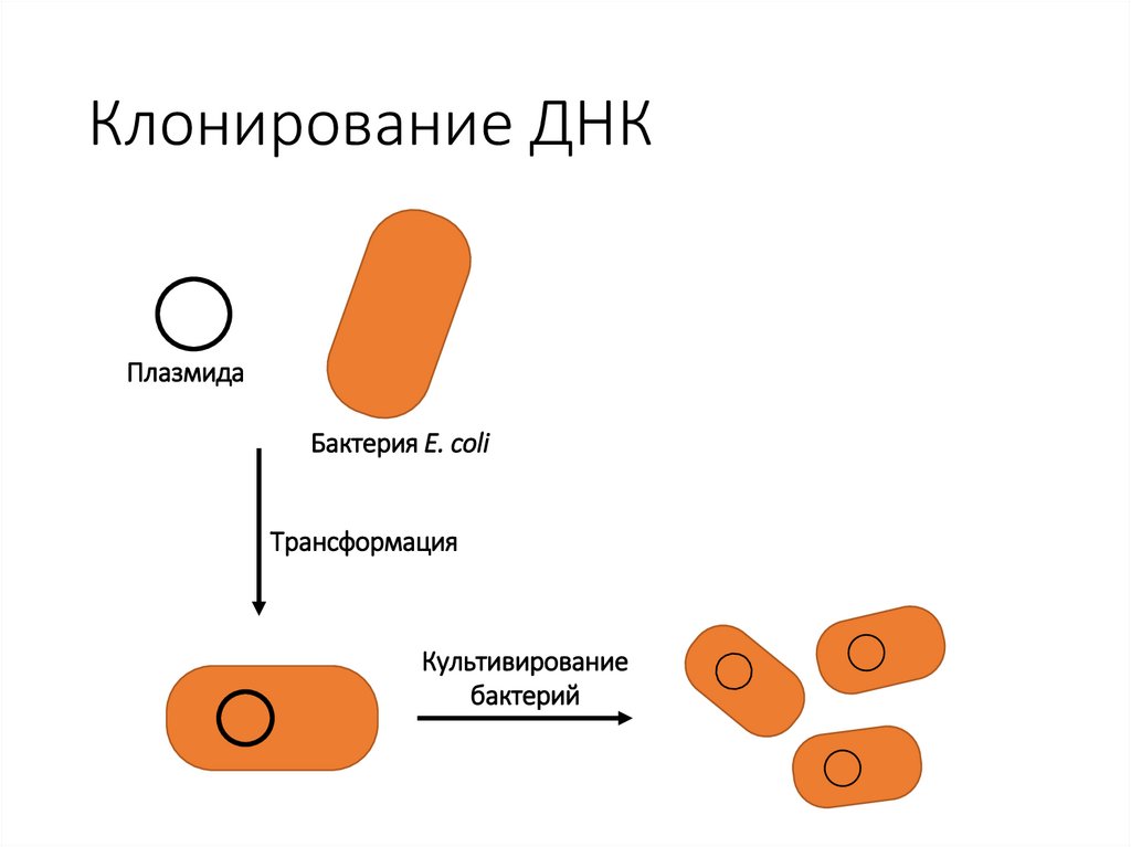 Клонирование ДНК