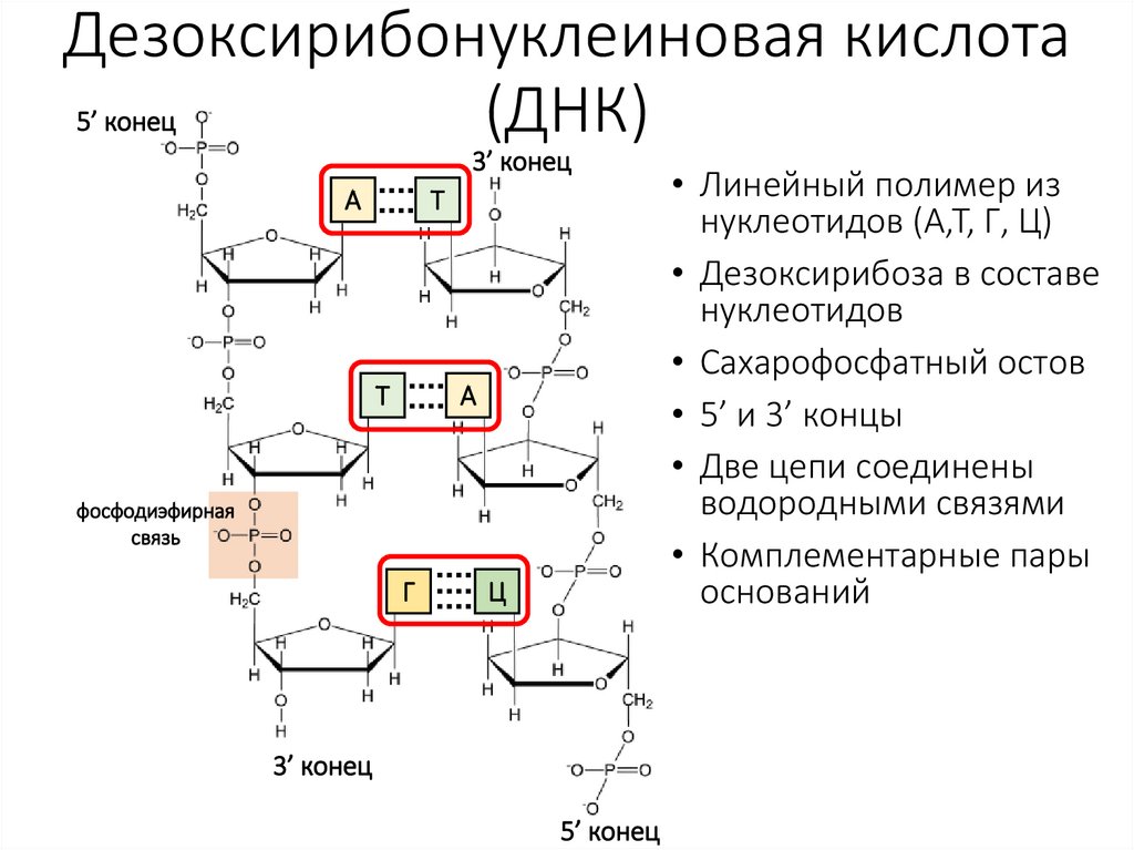 Дезоксирибонуклеиновая кислота (ДНК)