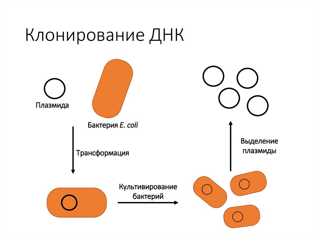 Клонирование ДНК