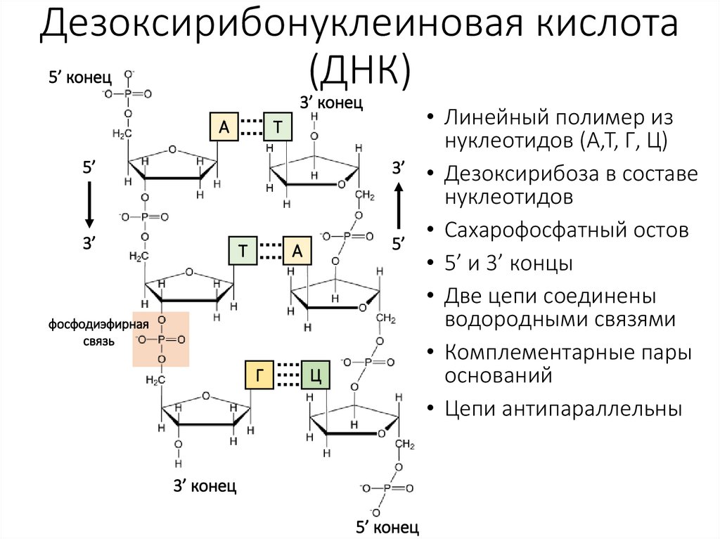 Дезоксирибонуклеиновая кислота (ДНК)