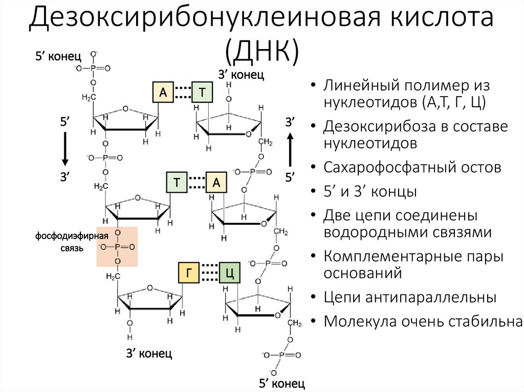 Дезоксирибонуклеиновая кислота (ДНК)