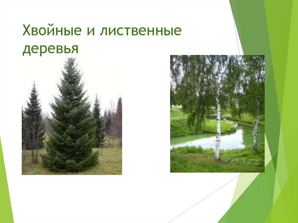 Хвойные и лиственные деревья