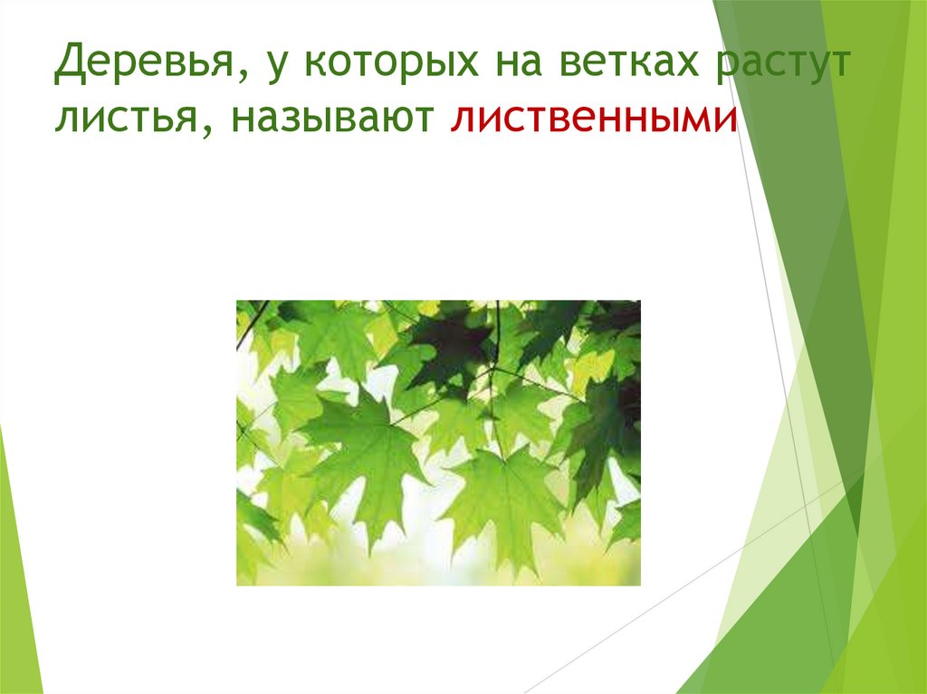 Деревья, у которых на ветках растут листья, называют лиственными