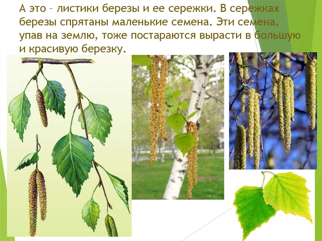 А это – листики березы и ее сережки. В сережках березы спрятаны маленькие семена. Эти семена, упав на землю, тоже постараются