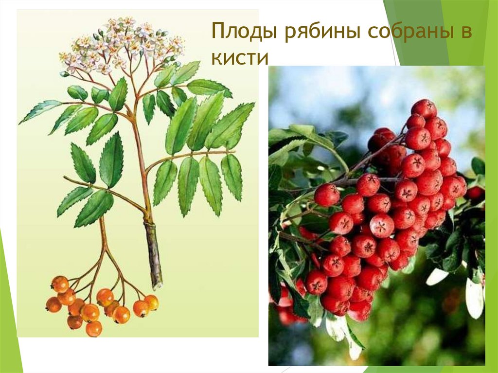 Плоды рябины собраны в кисти
