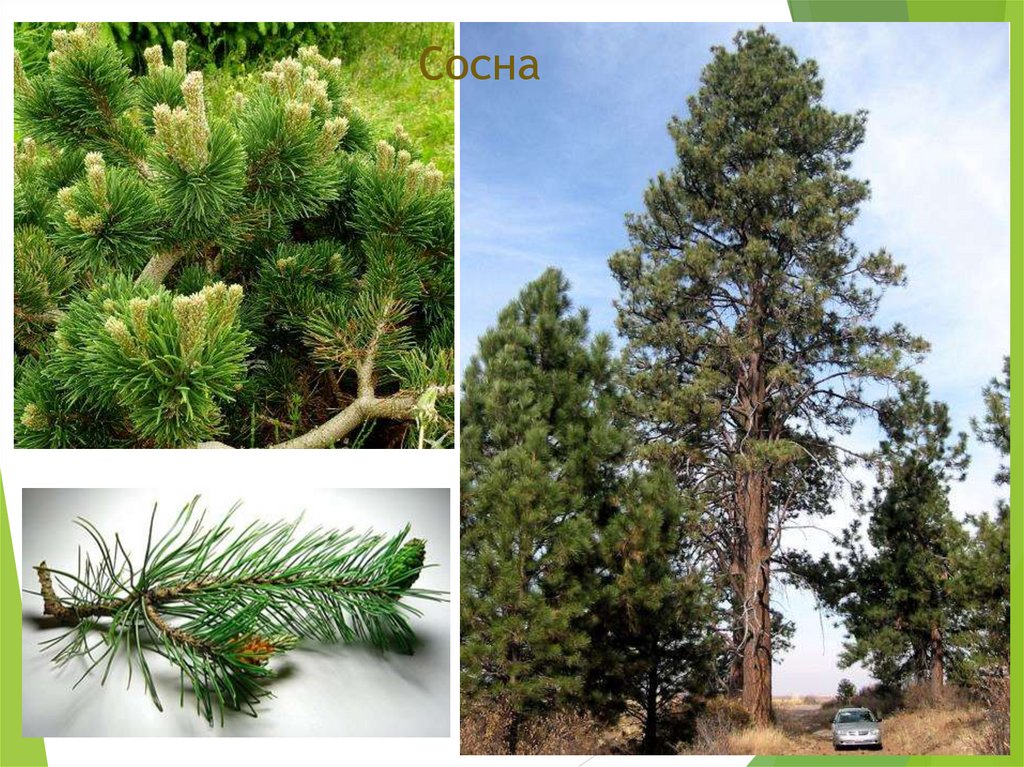 Сосна