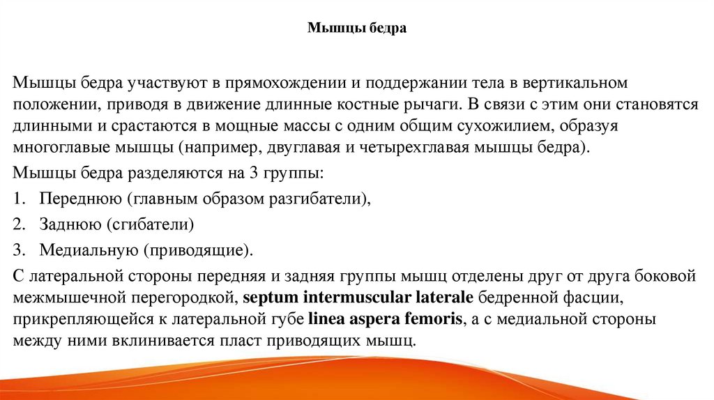 Мышцы бедра