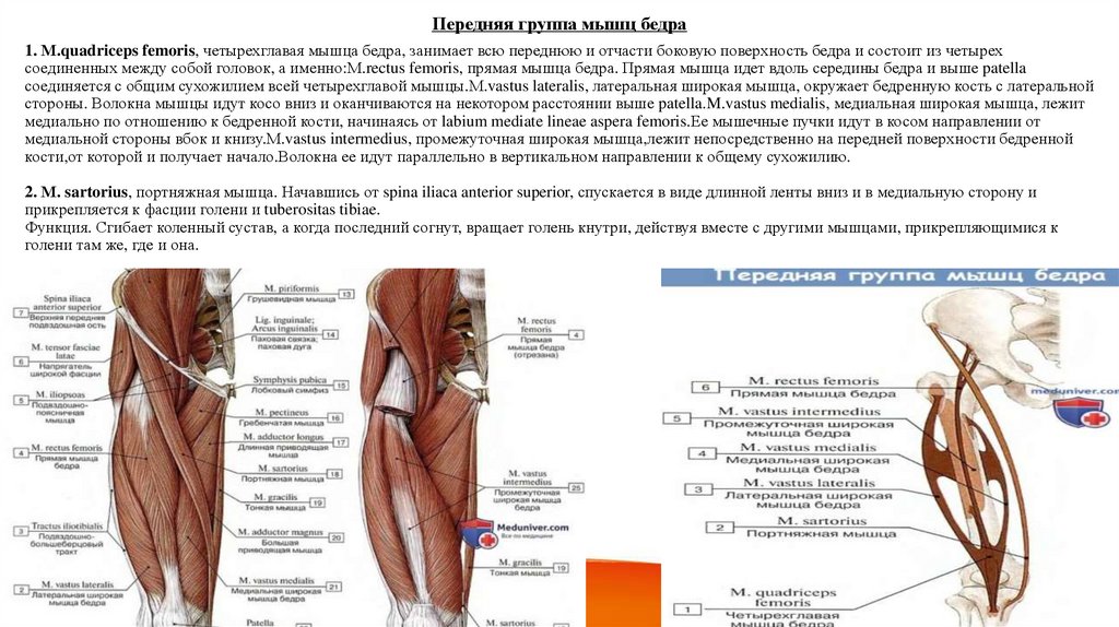1. М.quadriceps femoris, четырехглавая мышца бедра, занимает всю переднюю и отчасти боковую поверхность бедра и состоит из