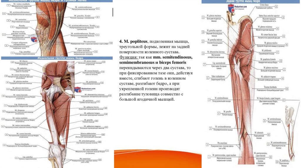 4. M. popliteus, подколенная мышца, треугольной формы, лежит на задней поверхности коленного сустава. Функция: так как mm.