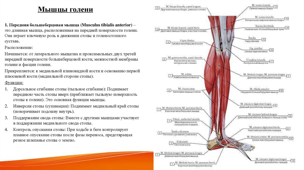 Мышцы голени