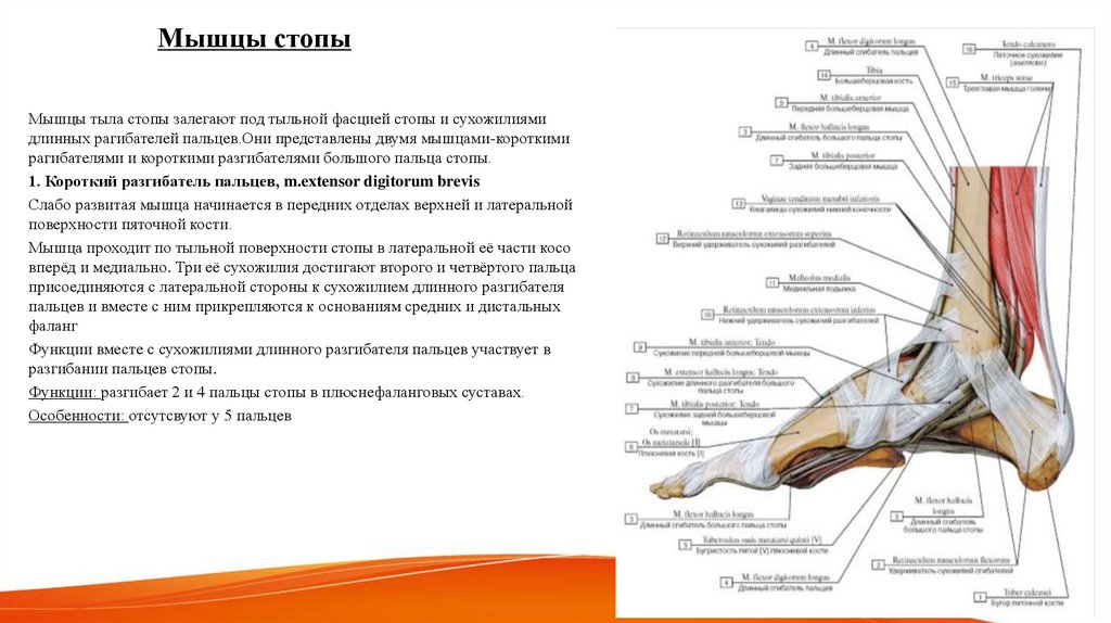 Мышцы стопы