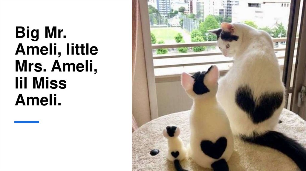 Big Mr. Ameli, little Mrs. Ameli, lil Miss Ameli.