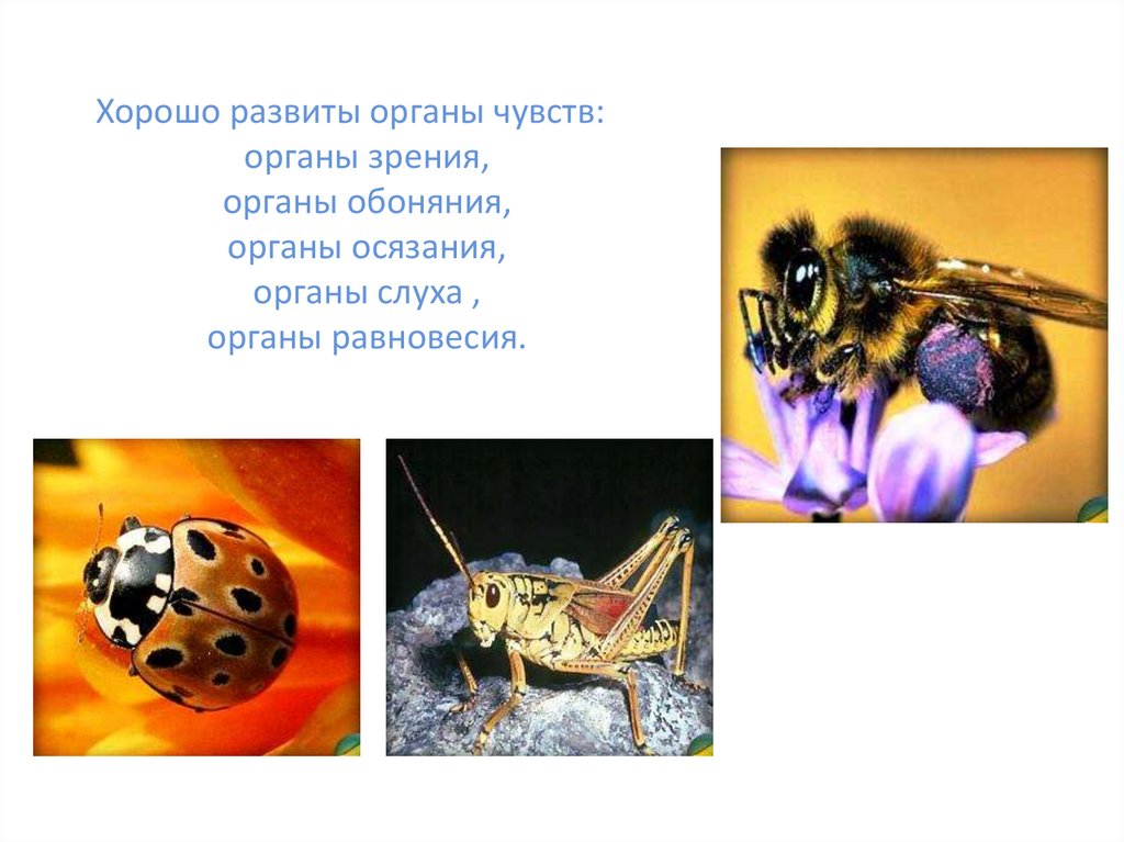 Хорошо развиты органы чувств: органы зрения, органы обоняния, органы осязания, органы слуха , органы равновесия.
