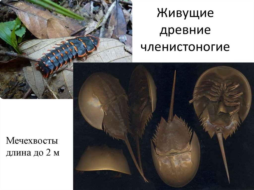 Живущие древние членистоногие
