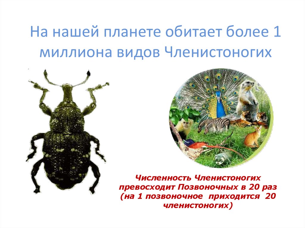 На нашей планете обитает более 1 миллиона видов Членистоногих