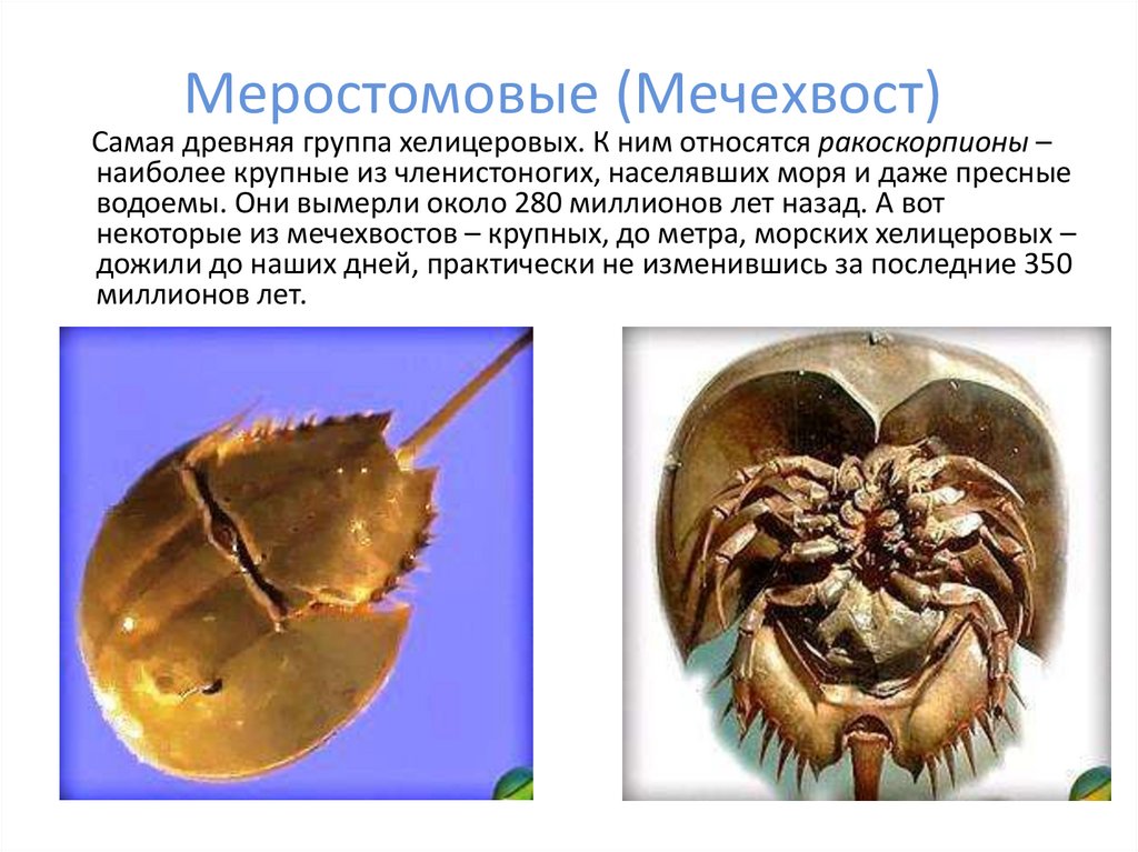 Меростомовые (Мечехвост)