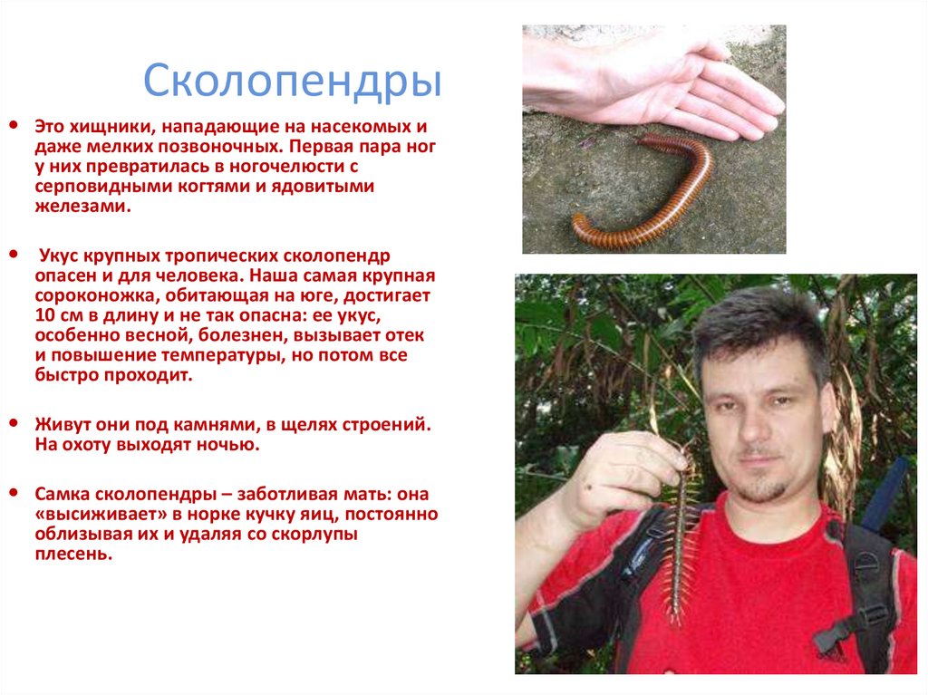 Сколопендры