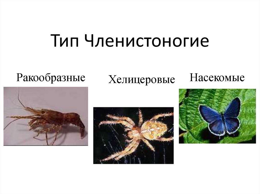 Тип Членистоногие