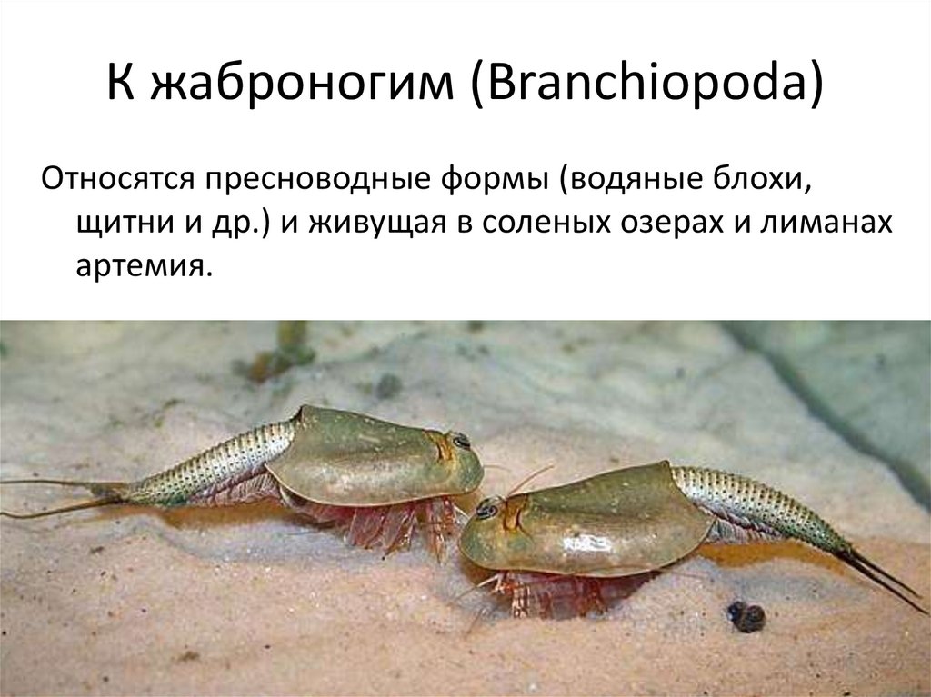 К жаброногим (Branchiopoda)