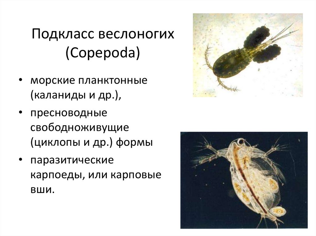 Подкласс веслоногих (Copepoda)