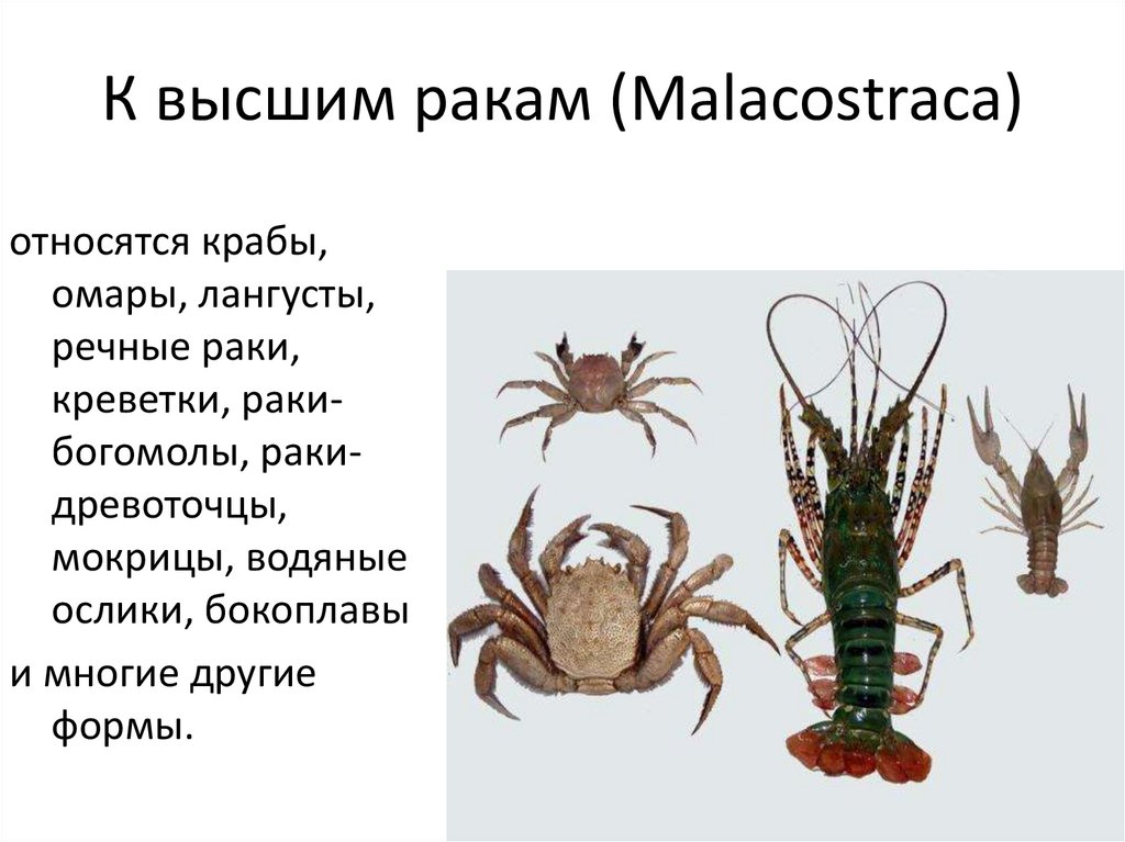 К высшим ракам (Malacostraca)