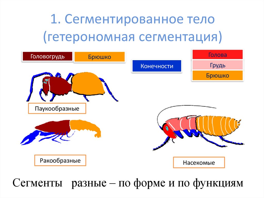 1. Сегментированное тело (гетерономная сегментация)