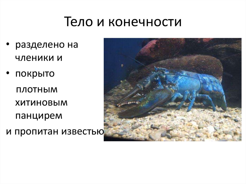 Тело и конечности