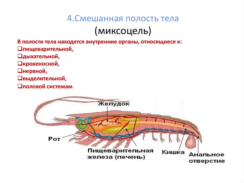 4.Смешанная полость тела (миксоцель)