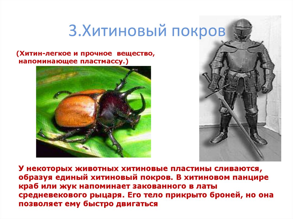3.Хитиновый покров