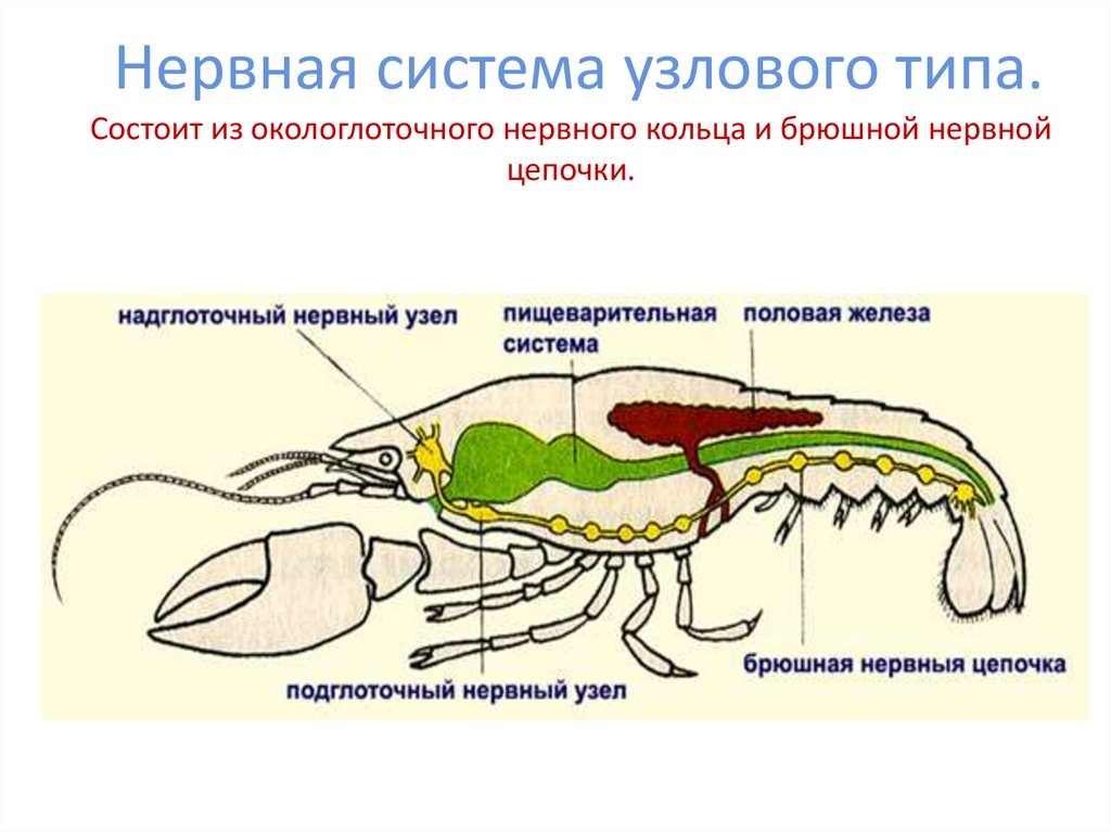 Нервная система узлового типа. Состоит из окологлоточного нервного кольца и брюшной нервной цепочки.