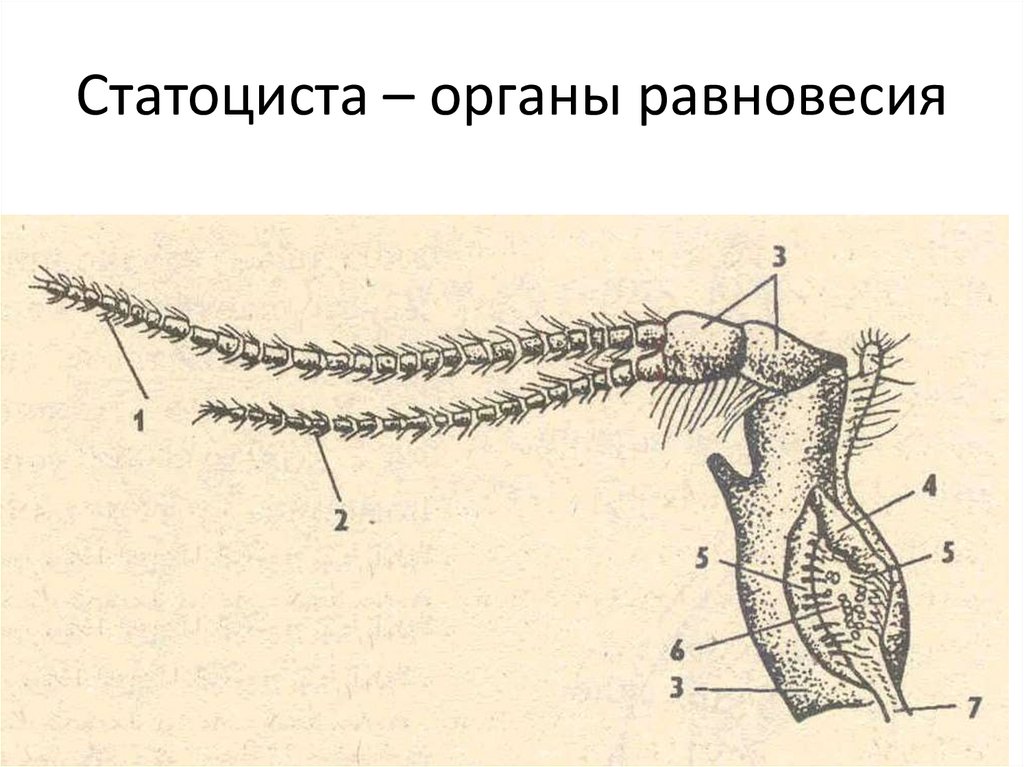 Статоциста – органы равновесия