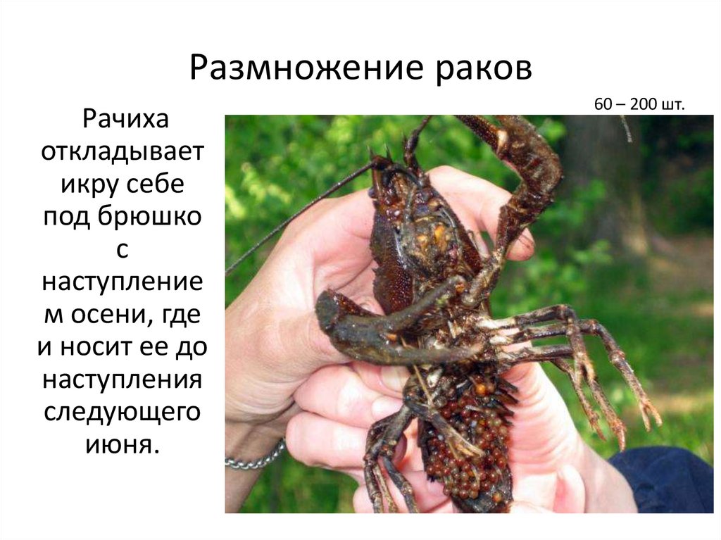 Размножение раков