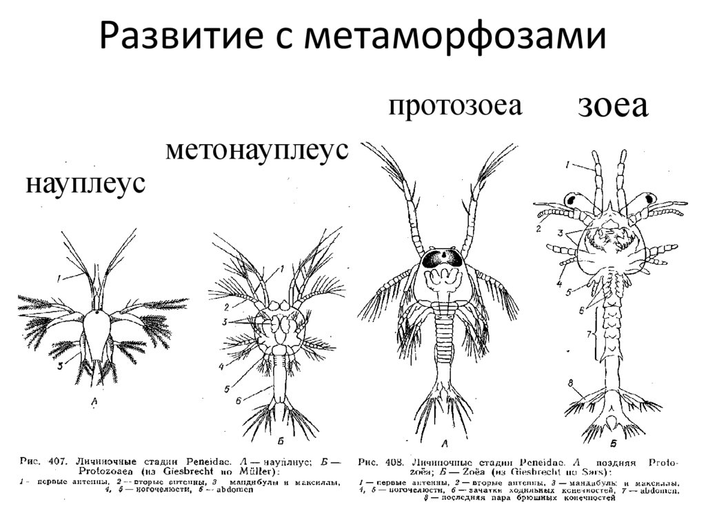 Развитие с метаморфозами