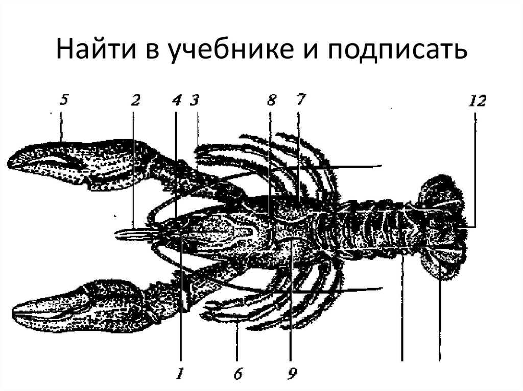 Найти в учебнике и подписать
