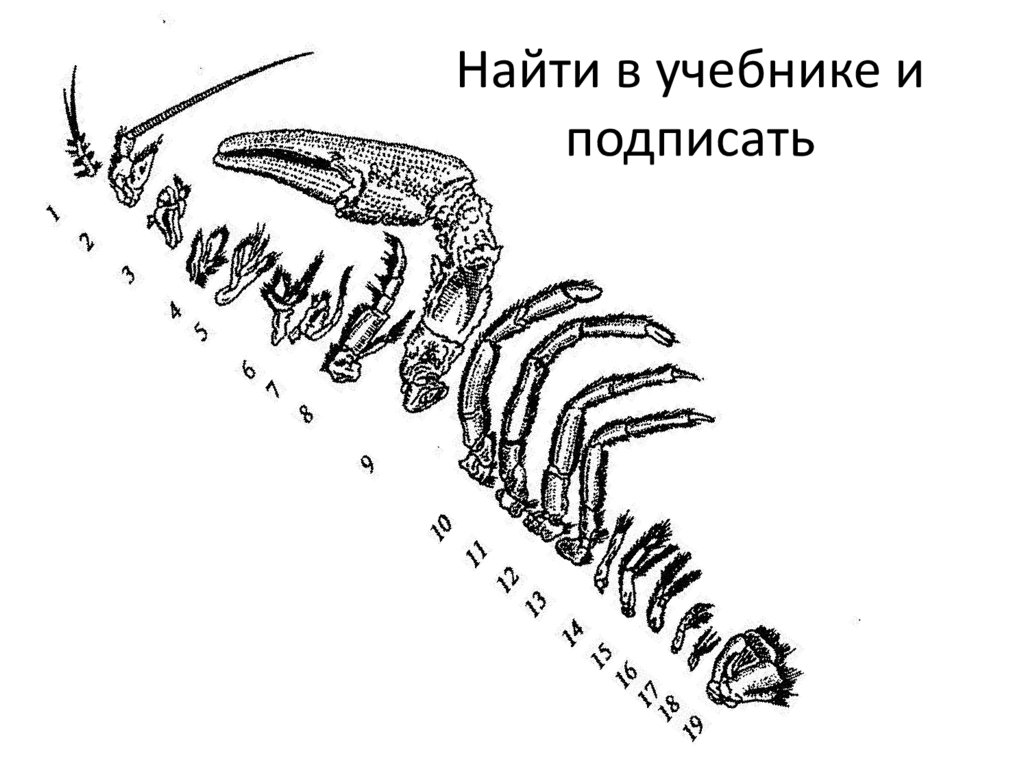 Найти в учебнике и подписать