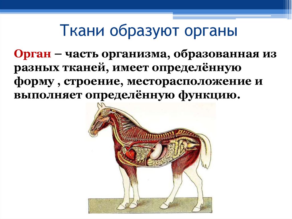 Ткани образуют органы