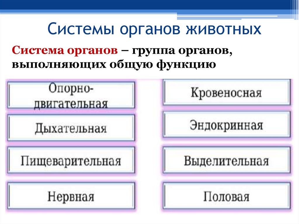 Системы органов животных