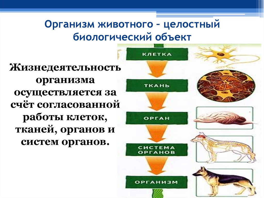 Организм животного – целостный биологический объект