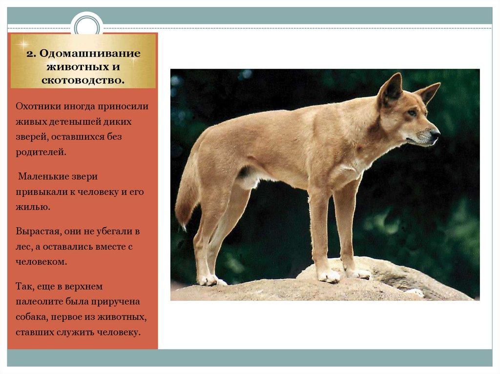 2. Одомашнивание животных и скотоводство.
